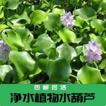 浮萍水草水葫芦养龟鱼虾水芙蓉水面漂浮水生植物鱼缸四季净化