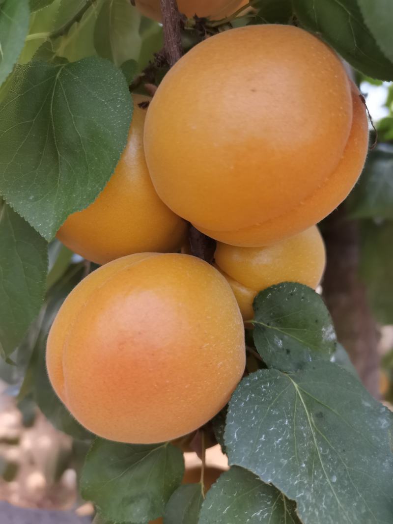 金太阳杏，凯特杏，产地直发，加工厂，电商，市场，超市