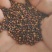 菜籽安徽油菜籽本地菜籽