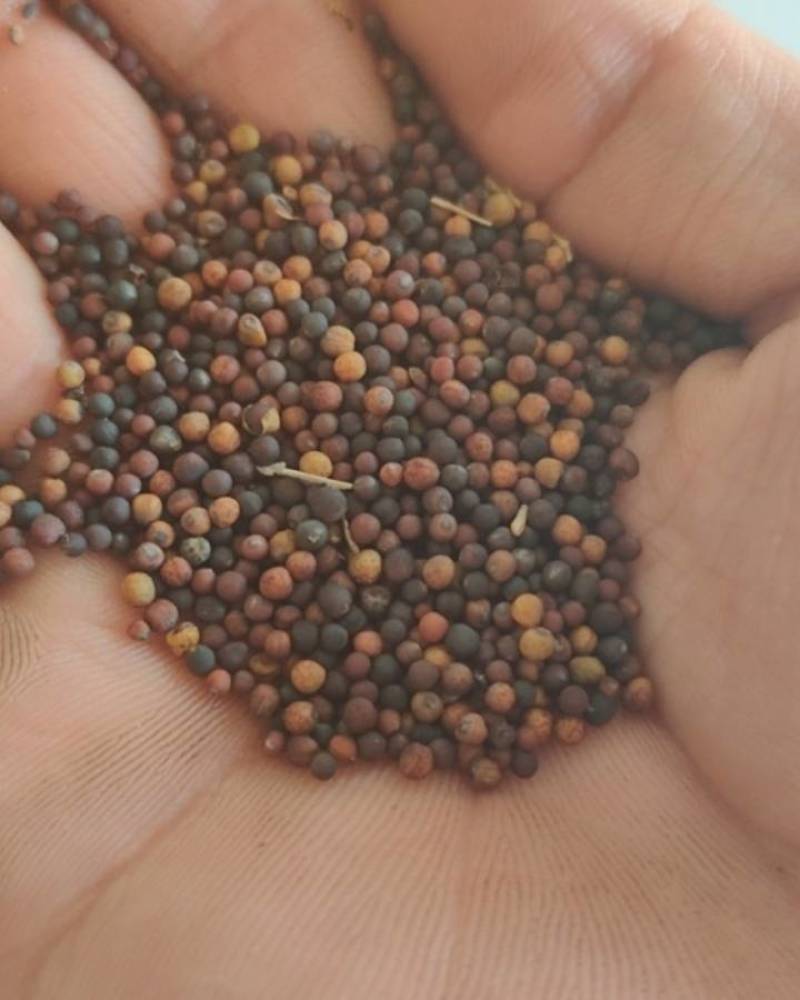 菜籽安徽油菜籽本地菜籽