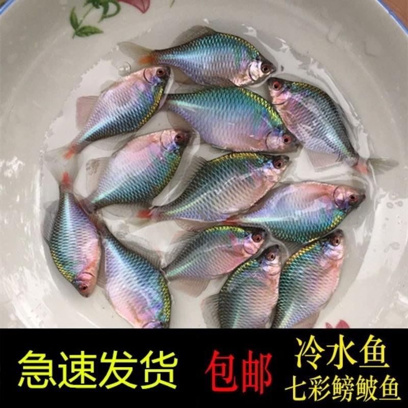 螃皮鱼高体鳑鲏观赏鱼冷水鱼原生鱼斗鱼虾虎高体鳑