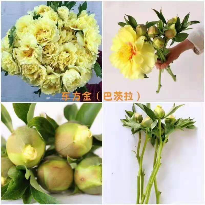 芍药鲜切花，山东菏泽重瓣大花，品种齐全，保证质量，