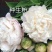 芍药鲜切花，山东菏泽重瓣大花，品种齐全，保证质量，