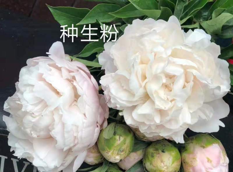 芍药鲜切花，山东菏泽重瓣大花，品种齐全，保证质量，