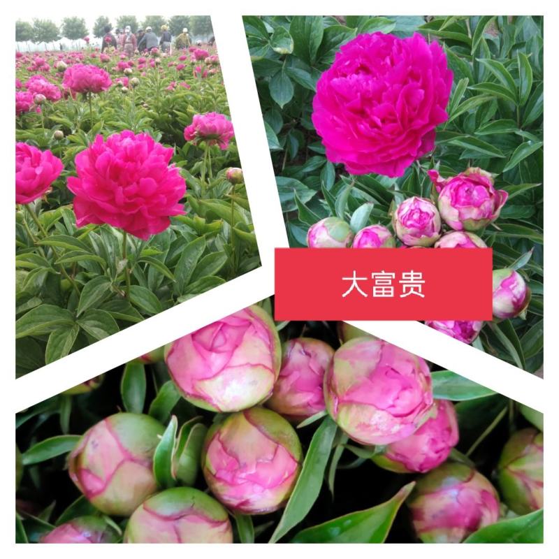 芍药鲜切花，山东菏泽重瓣大花，品种齐全，保证质量，