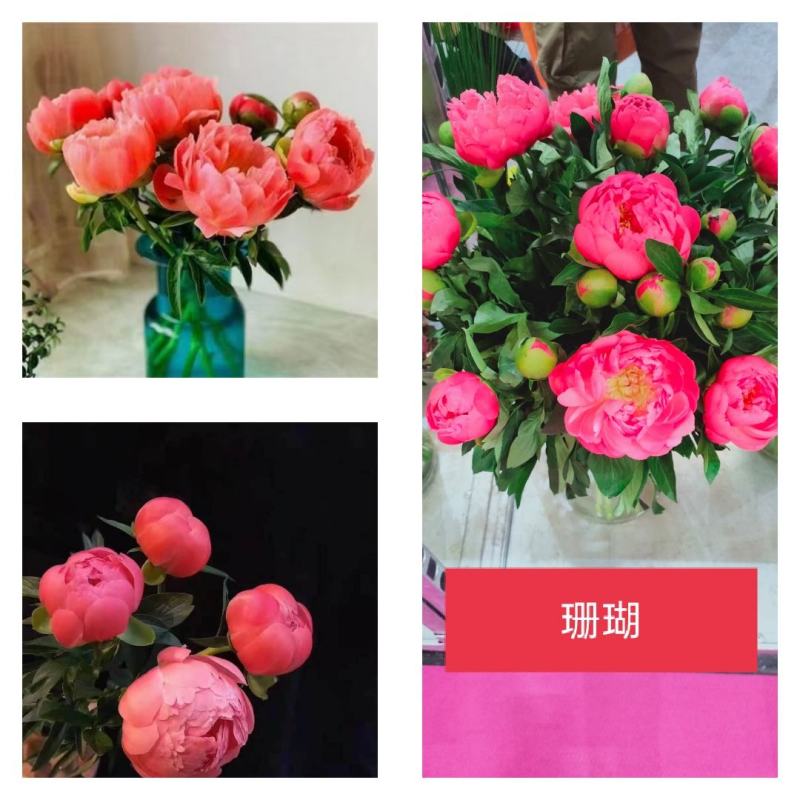 芍药鲜切花，山东菏泽重瓣大花，品种齐全，保证质量，