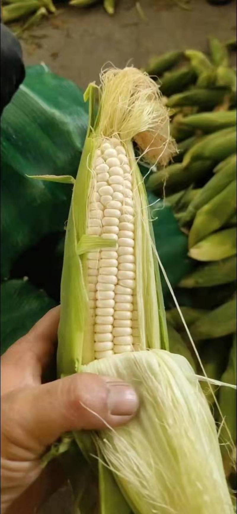 万糯玉米量大耐运输货好量大，可以产地看货可以煮着吃炒着吃