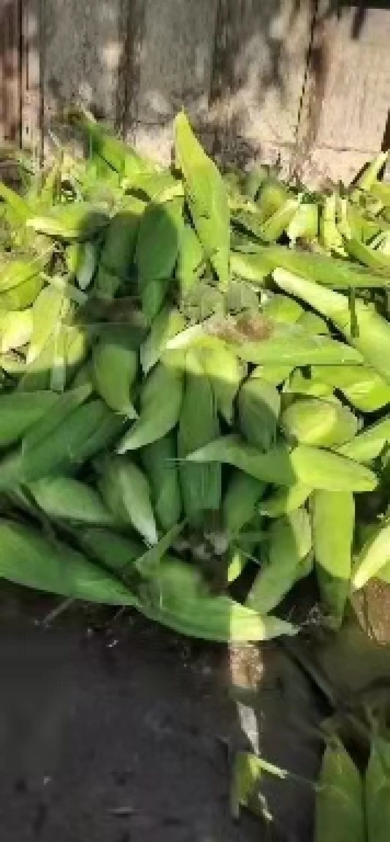 万糯玉米量大耐运输货好量大，可以产地看货可以煮着吃炒着吃