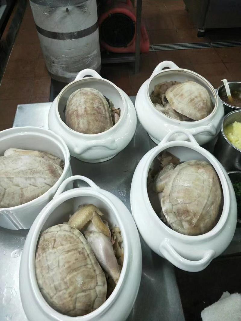 三十年老龟，打包出便宜，需要种龟来了，煲汤价出