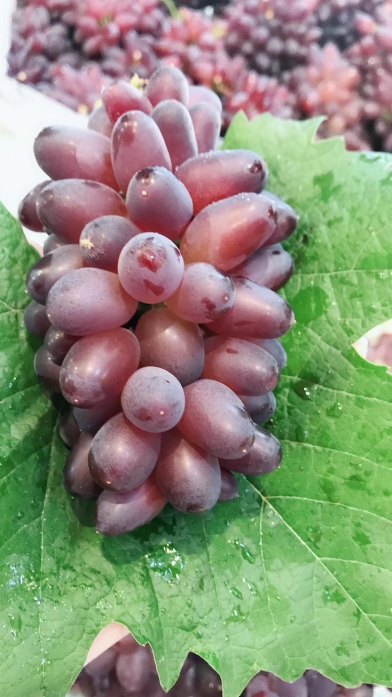 辽宁锦州郁金香葡萄，茉莉香葡萄🍇，口感甜，特别甜味道浓