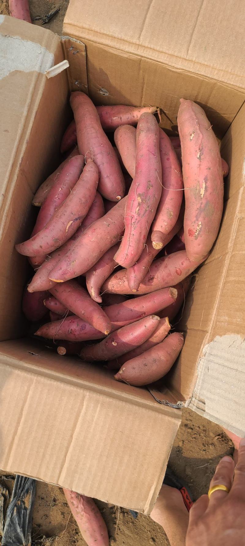 广东西瓜红红薯精品，电商市场超市一级货，全年有货