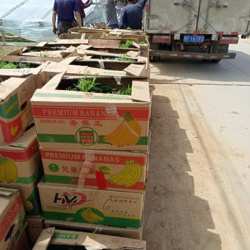 山东青州欧石竹基地批发