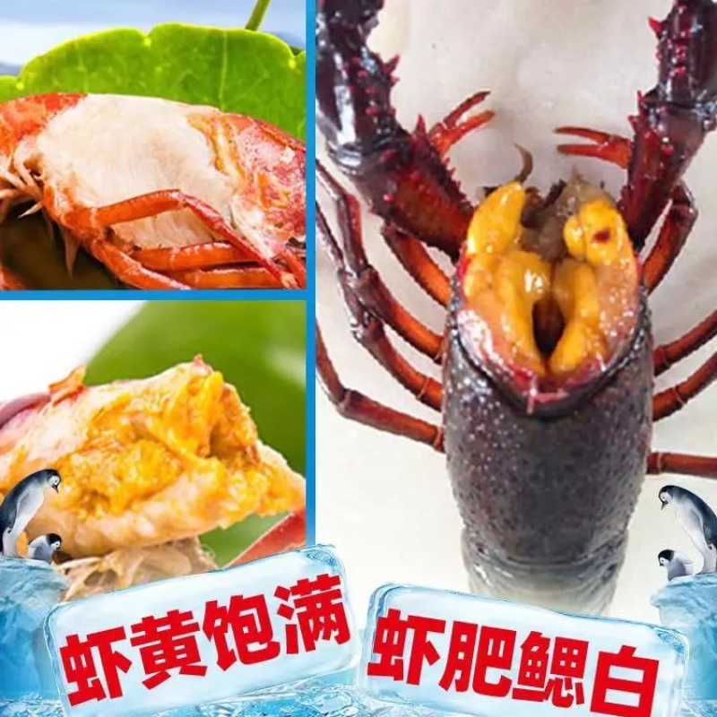 湖北清水养殖小龙虾淡水油焖，蒜蓉，十三香，麻辣香辣小龙虾