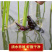 湖北清水养殖小龙虾淡水油焖，蒜蓉，十三香，麻辣香辣小龙虾
