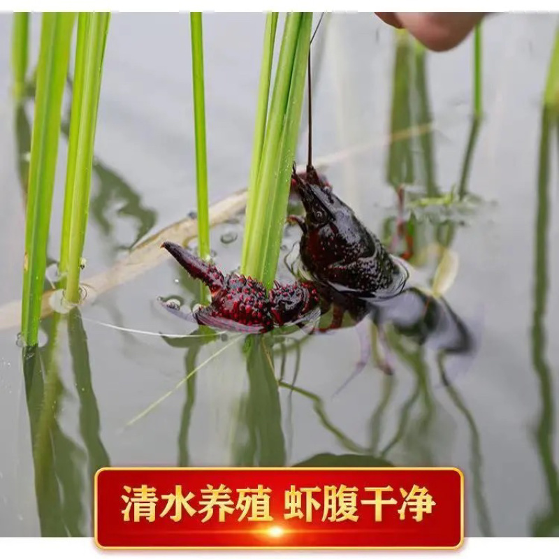 湖北清水养殖小龙虾淡水油焖，蒜蓉，十三香，麻辣香辣小龙虾