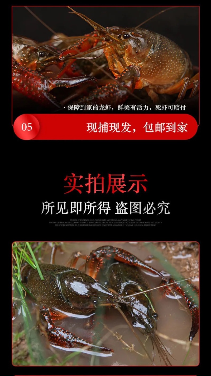 湖北清水养殖小龙虾淡水油焖，蒜蓉，十三香，麻辣香辣小龙虾