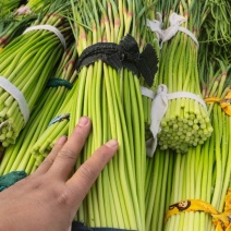 精品蒜薹，红帽蒜苔，60公分以上，干薹，产地直接装货发车