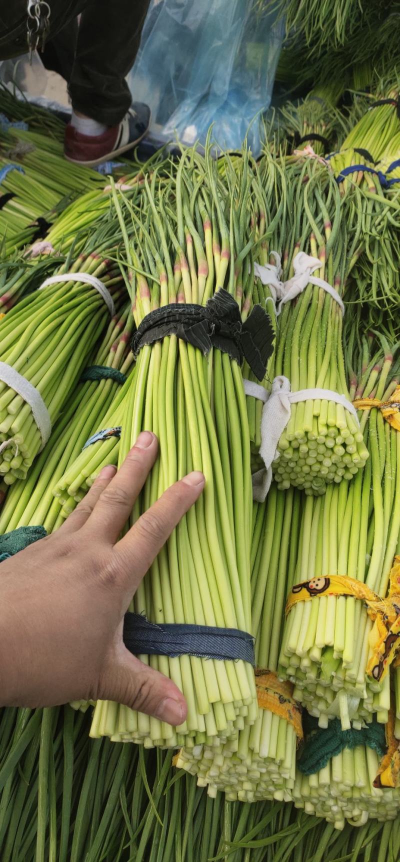精品蒜薹，红帽蒜苔，60公分以上，干薹，产地直接装货发车