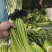 精品蒜薹，红帽蒜苔，60公分以上，干薹，产地直接装货发车