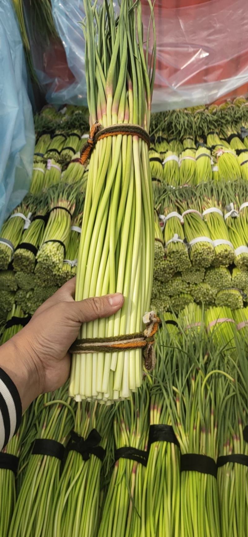精品蒜薹，红帽蒜苔，60公分以上，干薹，产地直接装货发车