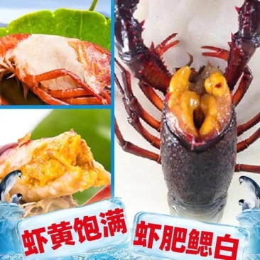 湖北清水养殖小龙虾淡水油焖，蒜蓉，十三香，麻辣香辣小龙虾