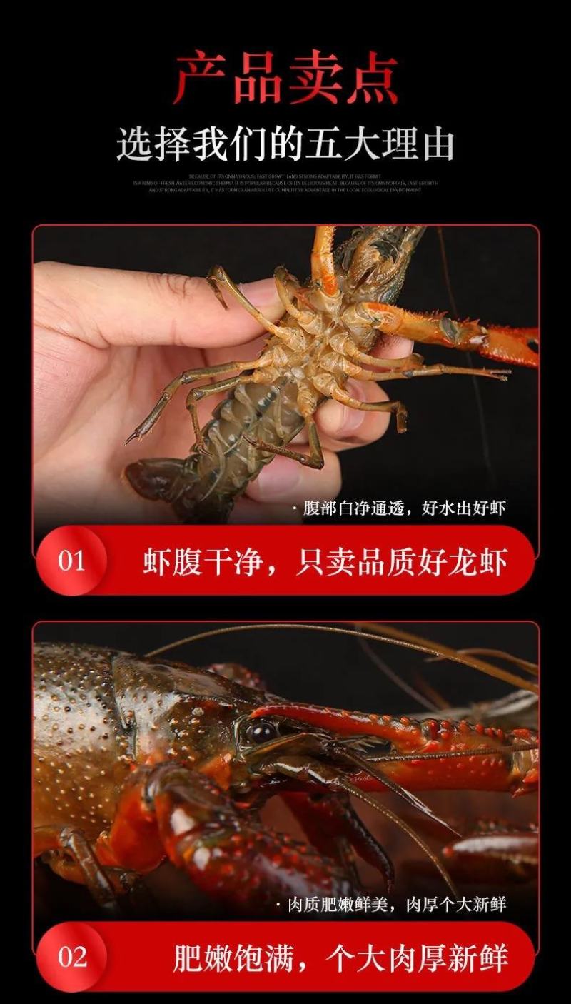 湖北清水养殖小龙虾淡水油焖，蒜蓉，十三香，麻辣香辣小龙虾