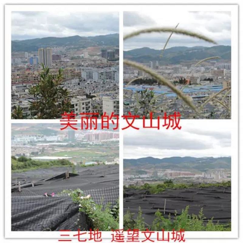 【产地直销】正宗云南文山三七不带剪口的精品滑头三七