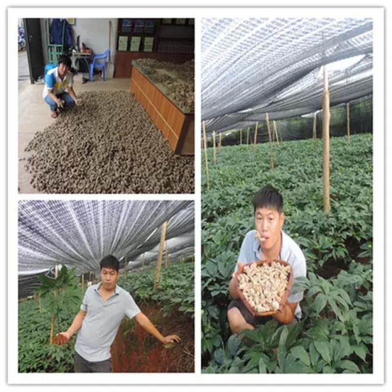 【产地直销】正宗云南文山三七不带剪口的精品滑头三七