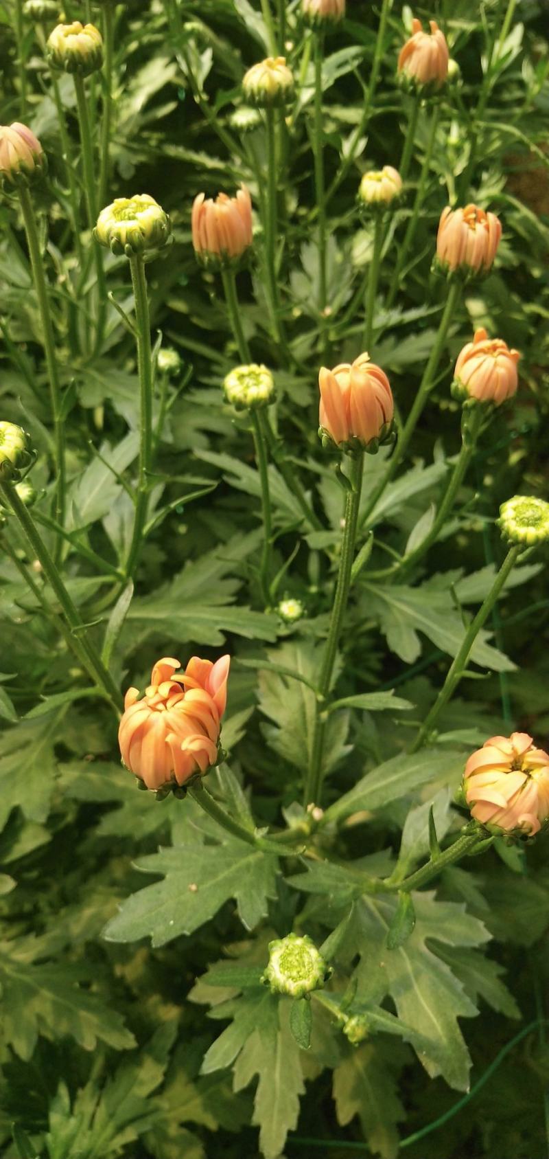 小雏菊