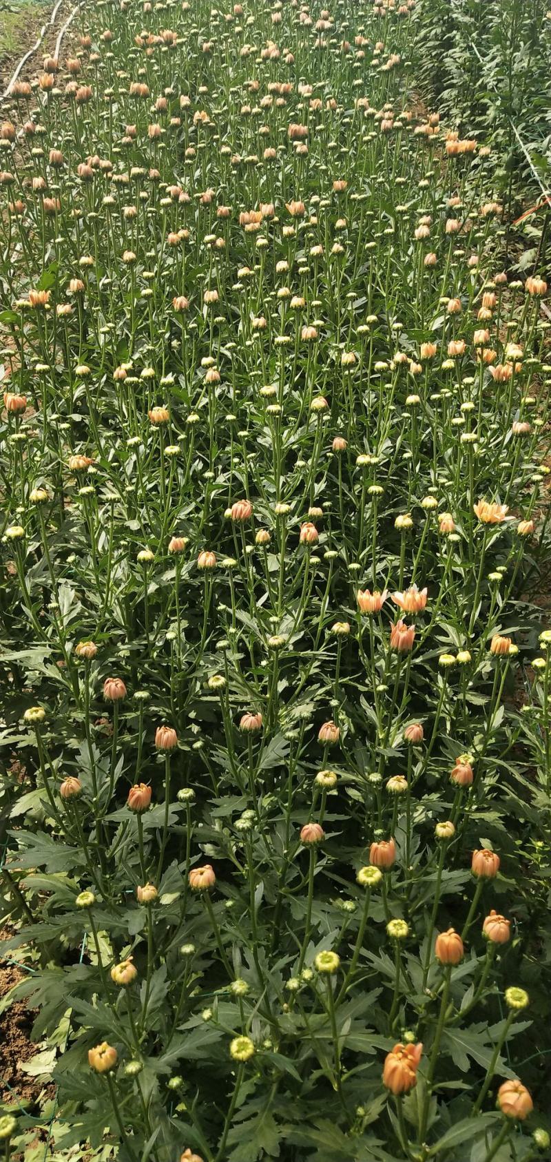小雏菊