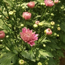 小雏菊