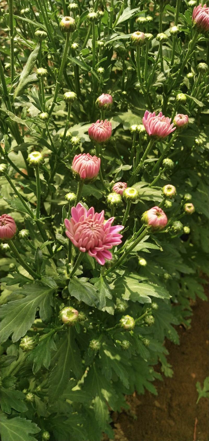 小雏菊