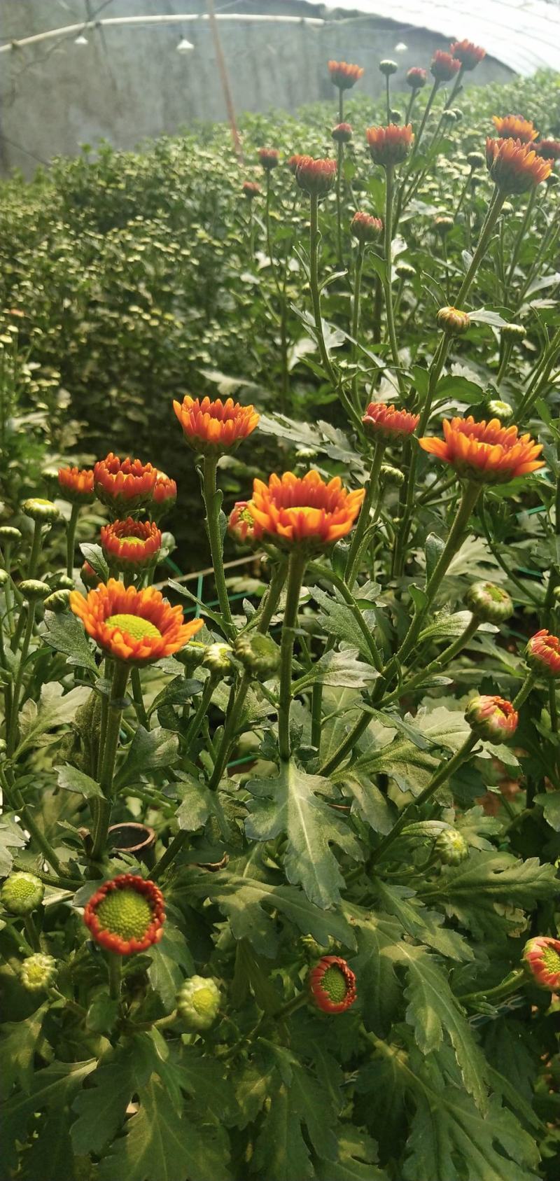小雏菊