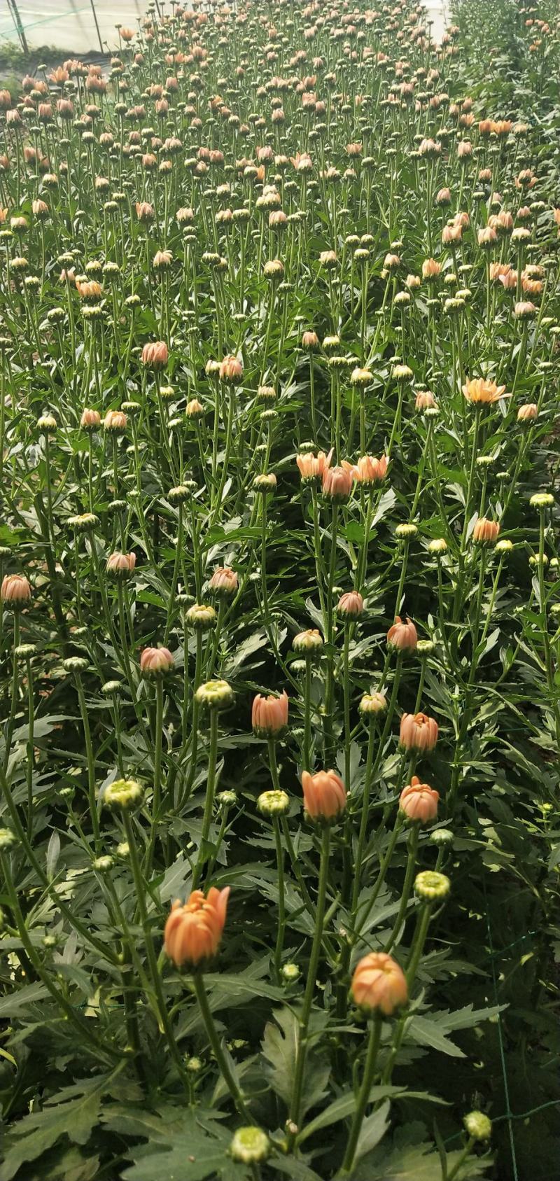 小雏菊
