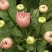 小雏菊
