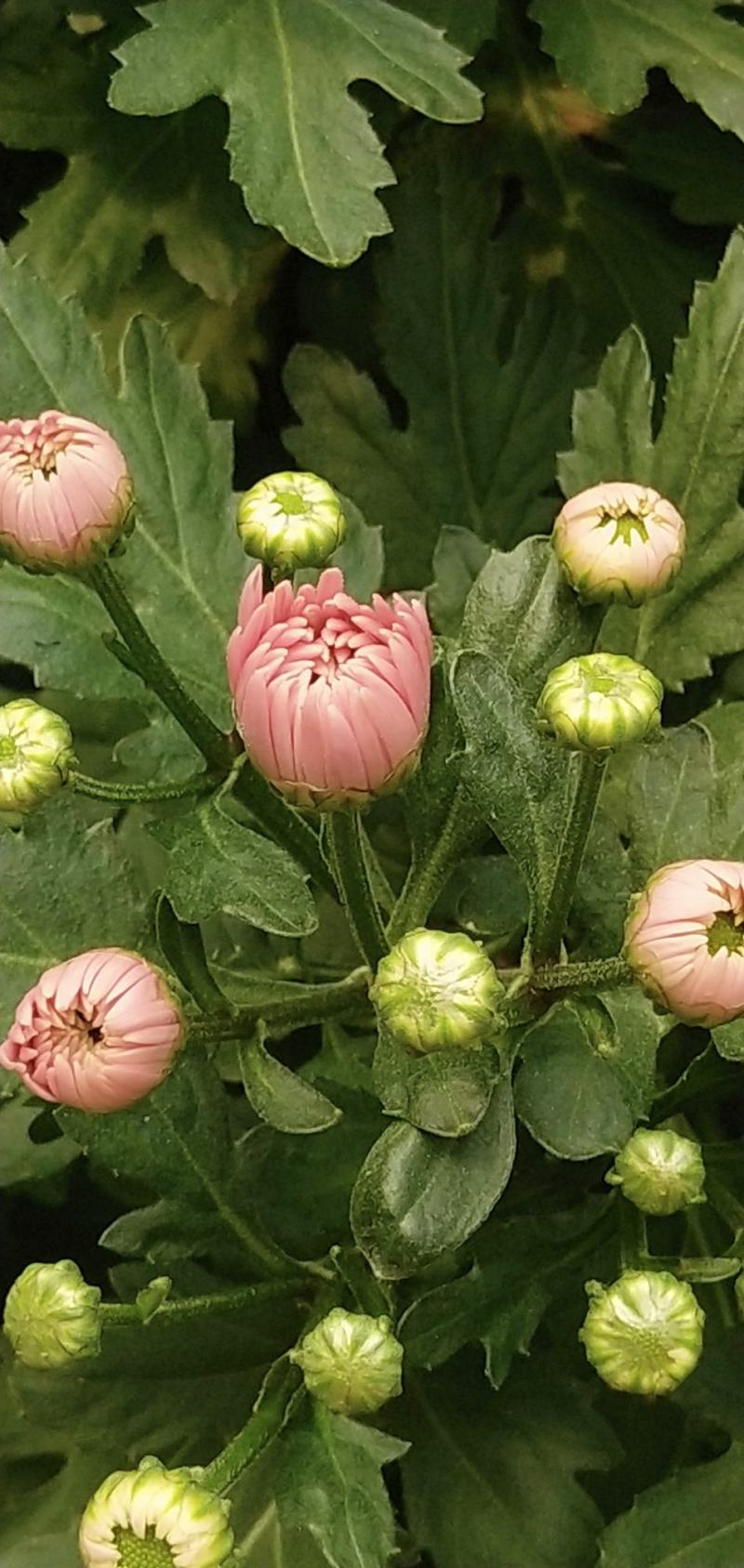 小雏菊