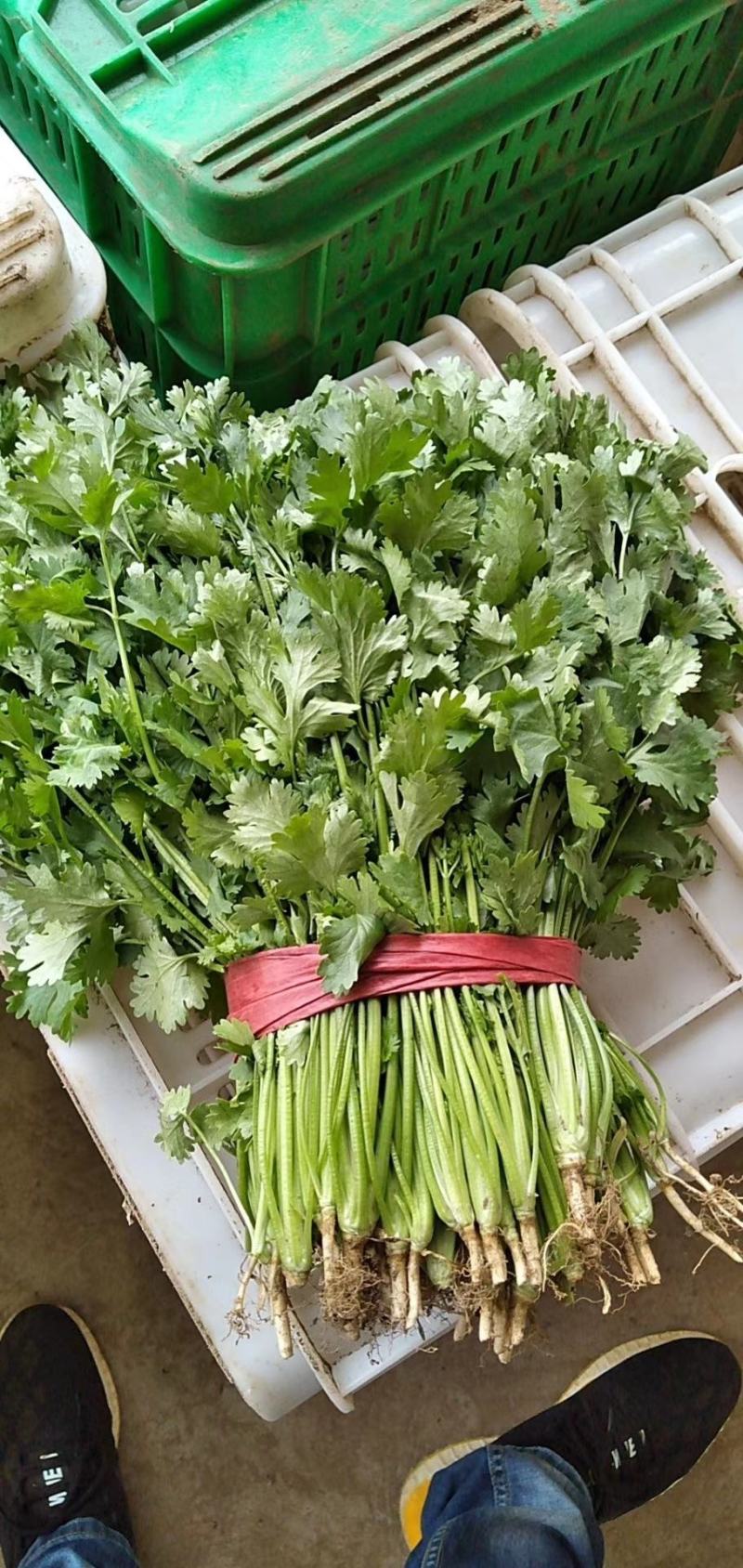 香菜冷棚大叶香菜产地直销适合各大小市场，超市