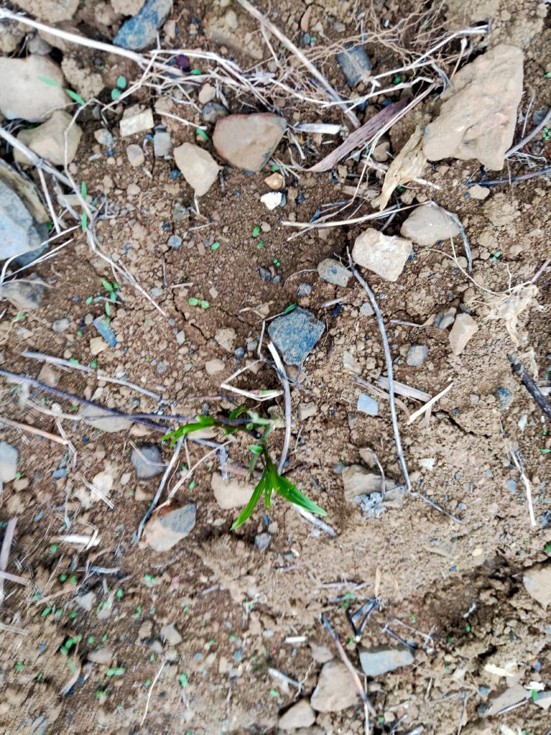 基地直销高产露天对叶百部苗适应能力强抗病力强