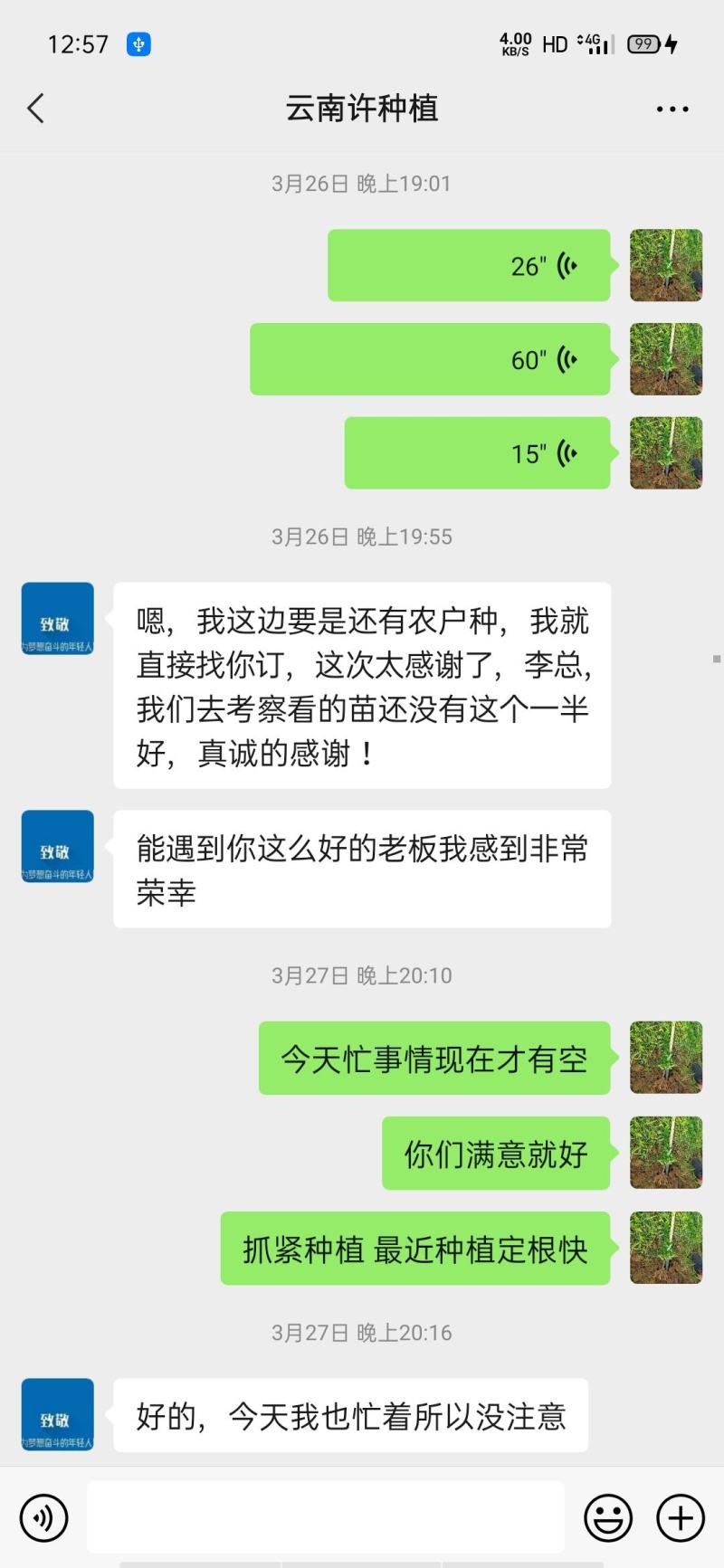 基地直销高产露天对叶百部苗适应能力强抗病力强