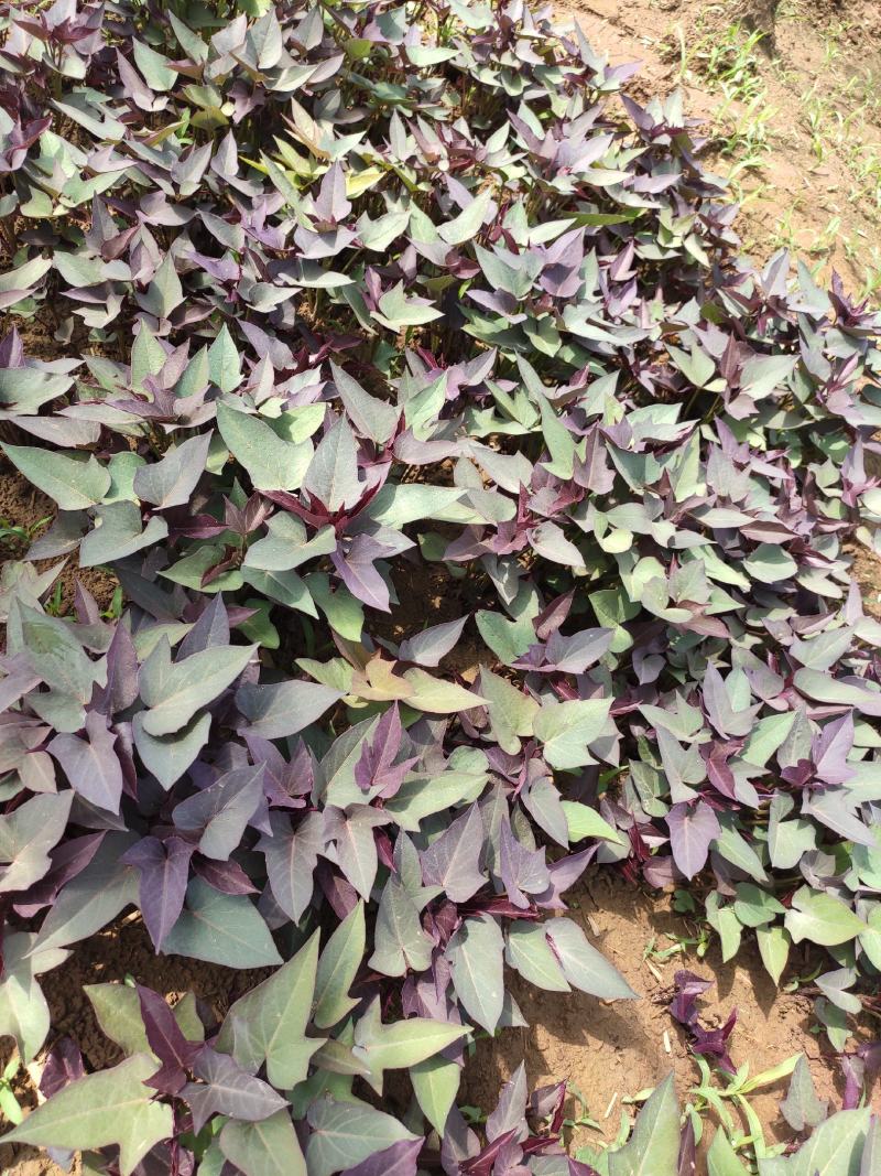 澳洲紫白红薯苗、地瓜苗、红薯苗、澳洲紫白