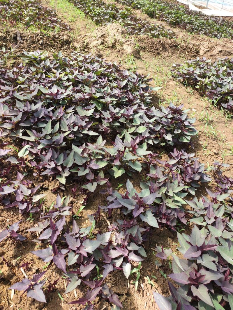澳洲紫白红薯苗、地瓜苗、红薯苗、澳洲紫白