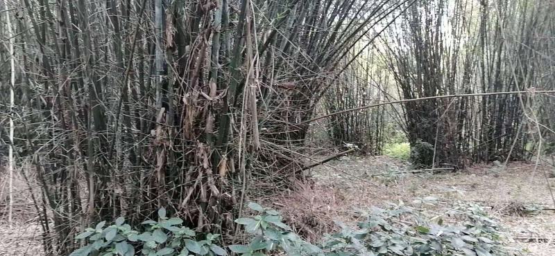 大量供应水竹(排山竹)造纸或打竹片，颗粒