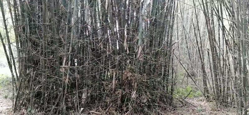 大量供应水竹(排山竹)造纸或打竹片，颗粒