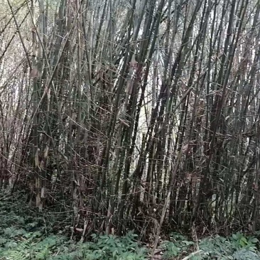 大量供应水竹(排山竹)造纸或打竹片，颗粒