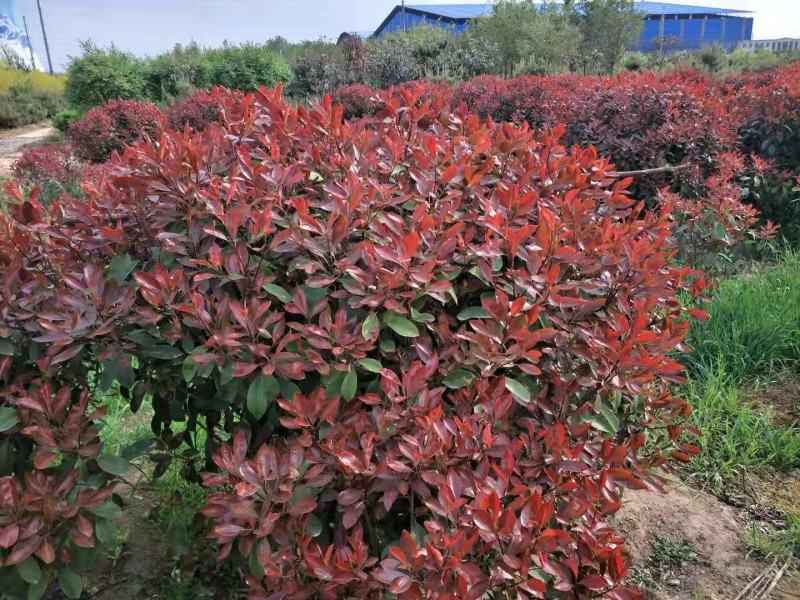 红叶石楠球1.5米