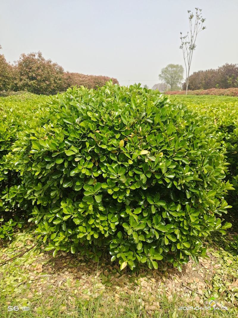 黄杨球1.5米