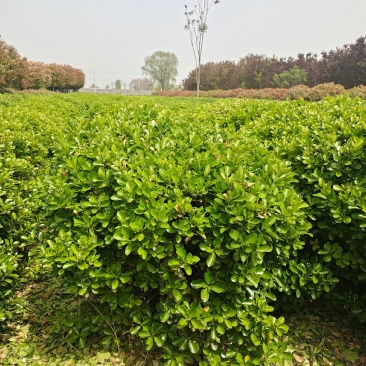 黄杨球1.5米