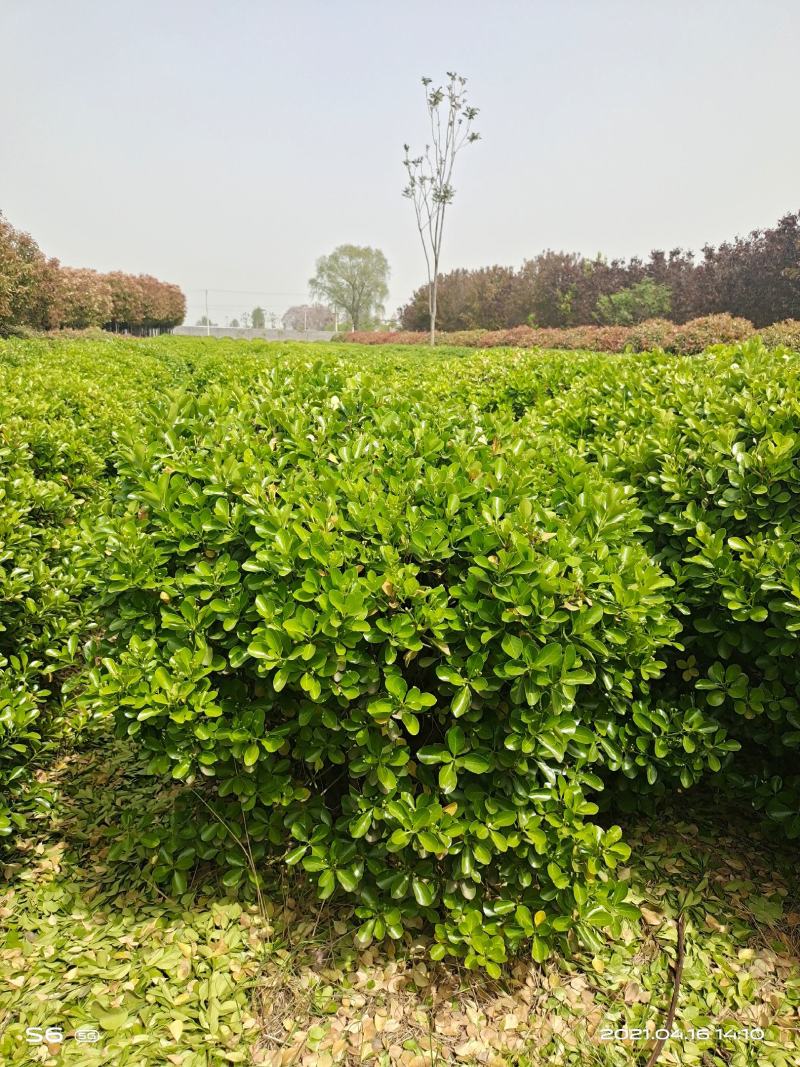 黄杨球1.5米