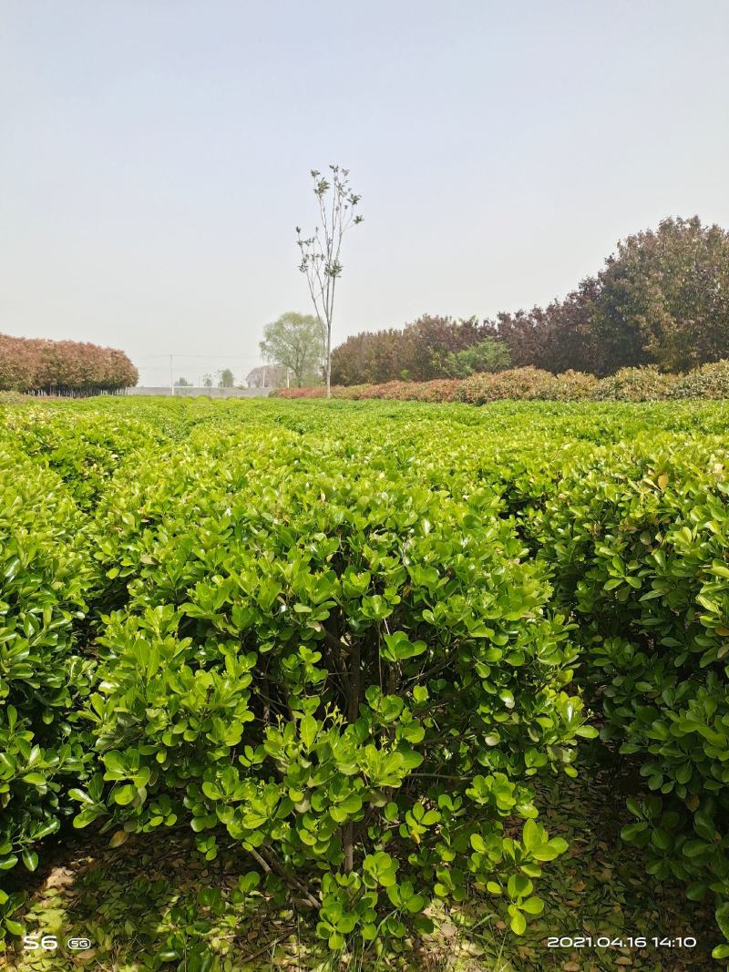 黄杨球1.5米