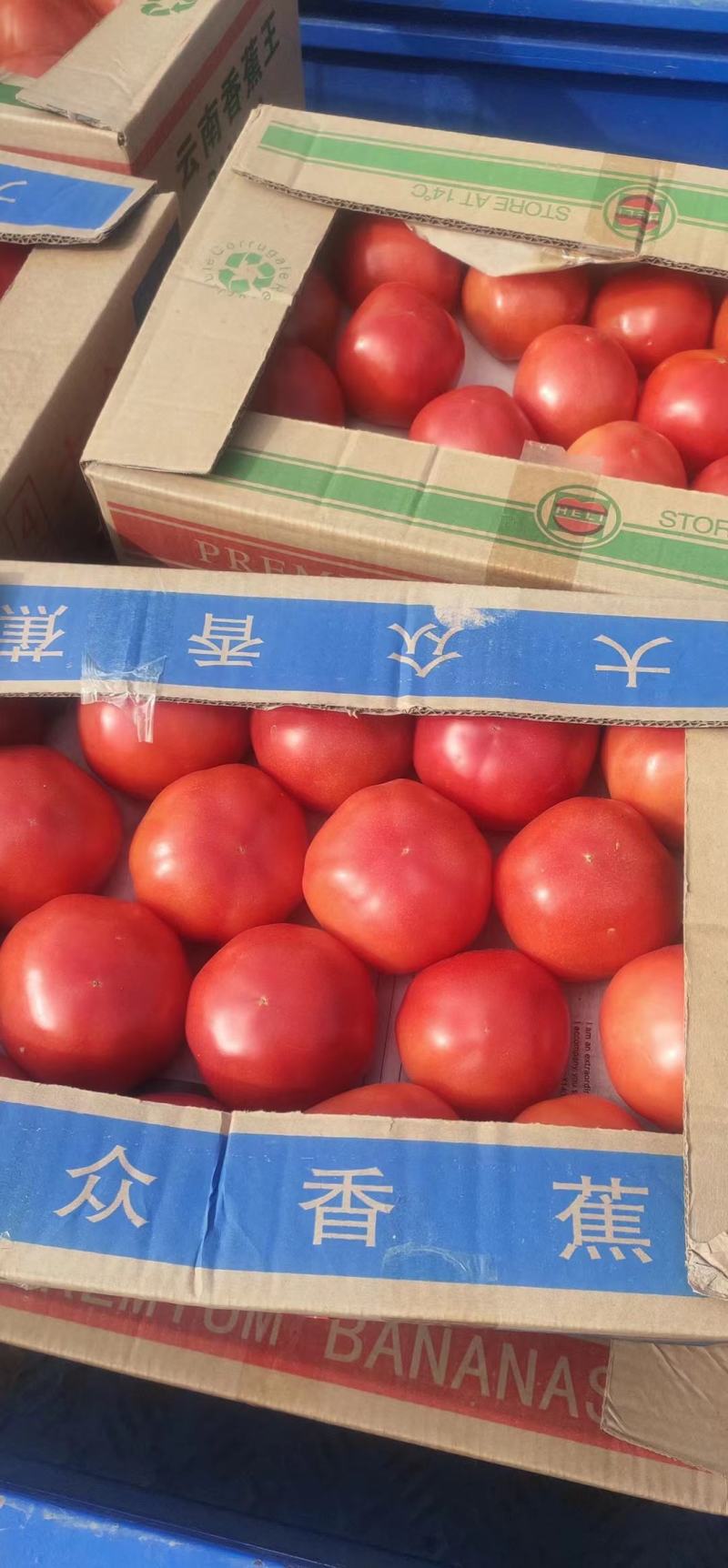 河北精品西红柿，产地直供，一手货源，直供商超。